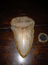 Dent megalodon - dent, de