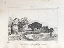 GRAVURE  OCEANIE   " OPOSSUM - WOMBAT ET NAUTILE DU GOLFE DE CARPENTARIE  "