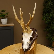 Domaine Anormal Du Cerf Avec