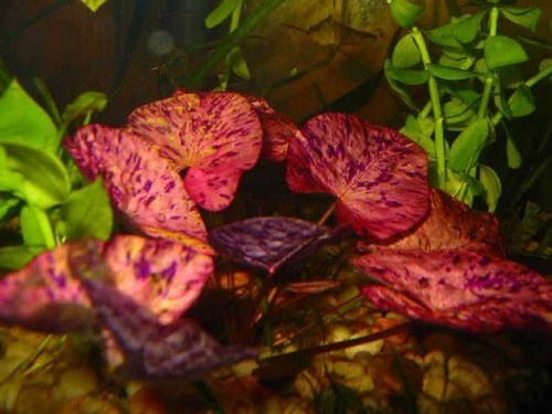 Tiger lotus red nenuphar - tiger,