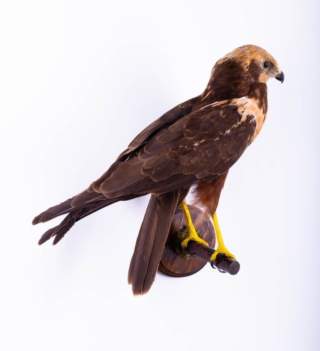Taxidermy western marsh - western,