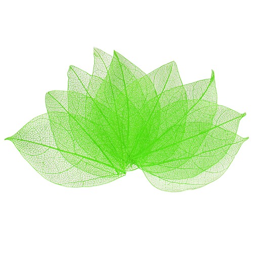 Feuilles squelette caoutchouc
