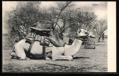 Carte postale chameau - postale,