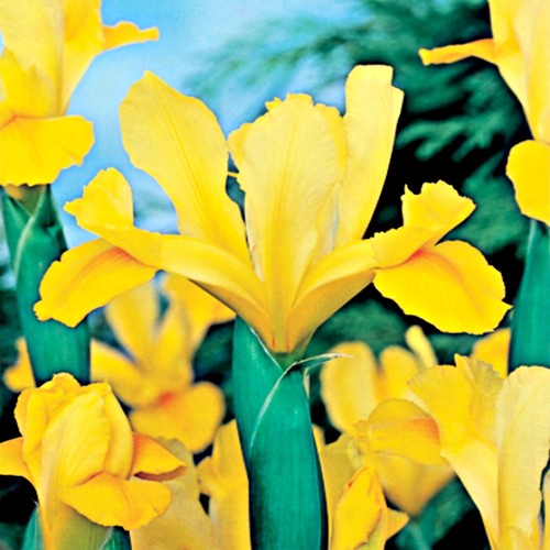 Iris bulbes fleurs - iris,