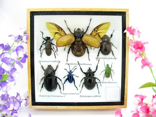 Insectes exotiques réel - insectes,