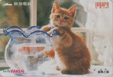 Carte JAPON - ANIMAL  CHAT Chaton roux & Poisson - CAT & Fish JAPAN Kansai card