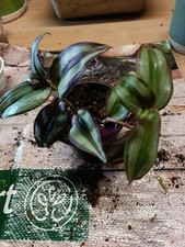 Boutures plantes misére - boutures,