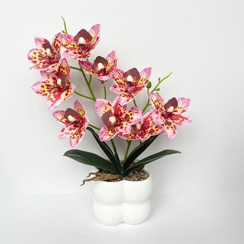 Orchidée cymbidium rose - cymbidium,