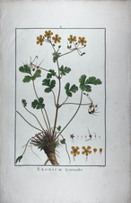 Redouté erodium hymenodes - redoutÉ.,