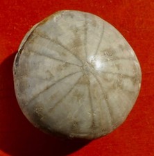 OURSIN FOSSILE JURASSIQUE DU