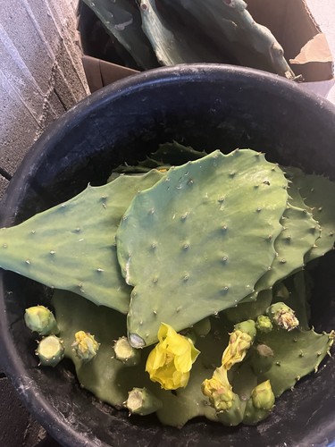 Opuntia cactus raquette