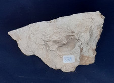 Oursins Landaville N°271