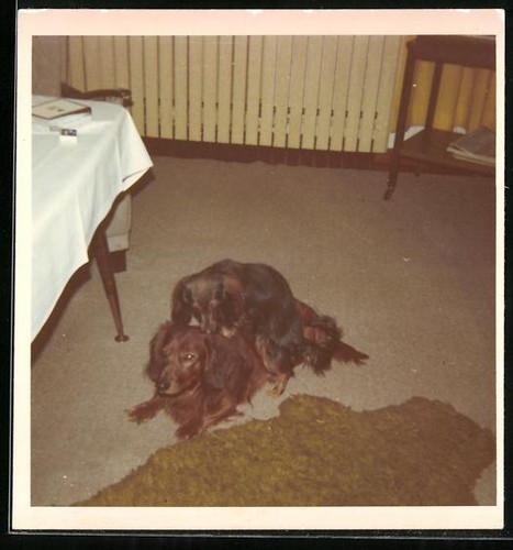 Photographie chien teckel