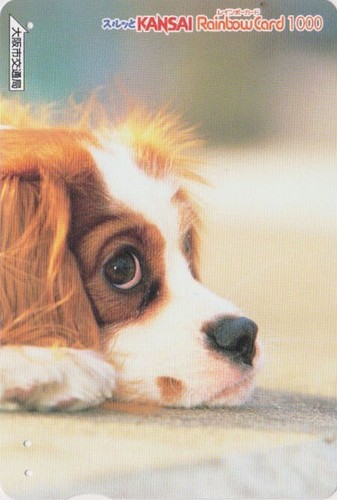 Carte japon animal chien - japon,