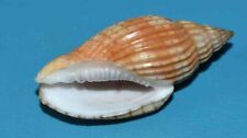 SEA SHELL - COQUILLAGES -