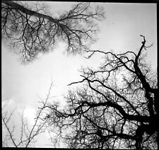 Paysages bois forêt branches arbres ciel - lot 4 négatifs photo ancien an. 1950