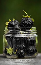 FRAISES NOIRES - FRAISE NOIRE, 50 GRAINES + GRATUIT