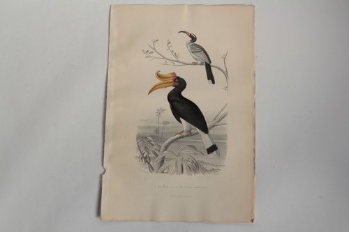 Gravure buffon tock calao - tock,