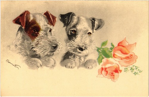 Cpa fox terrier - ak,