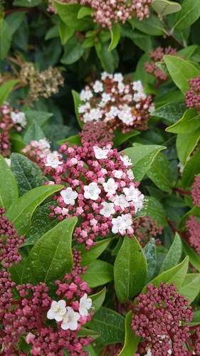 Viburnum tinus laurier - laurier, tin