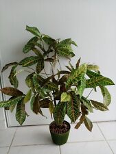 PLANTE ARTIFICIELLE MICA CROTON BARIOLE HAUT 73CM  AVEC POT VERT BILLES