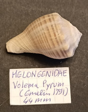 Rare Volema pyrum 44 mm.