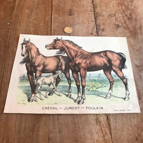 Gravure ancienne faune - ancienne,