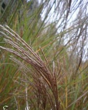 ♫ EULALIE Sacchariflorus - Miscanthus ♫ Graines ♫ Plante Ornementale, GRAMINEE ♫