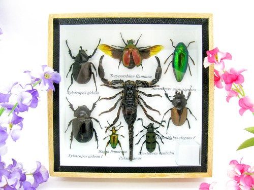 Insectes exotiques réel - -,