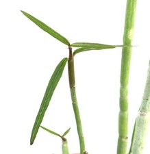 Ceropegia dichotoma (selected old plant) - Ceropegia des Canaries | Ceropegia à