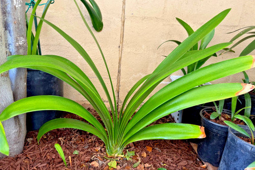 Large mature clivia miniata - clivia,
