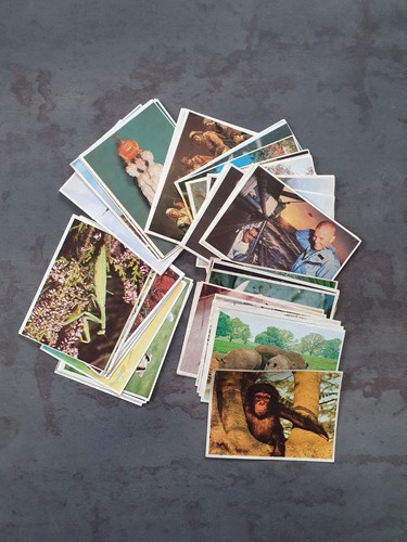 Lot images poulain - images, "poulain"