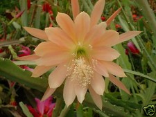 EPIPHYLLUM KING MIDAS