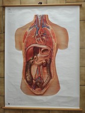 Affiche écorché Allemande