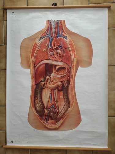 Affiche écorché allemande - affiche,