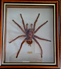 Entomologie - Mygale origine