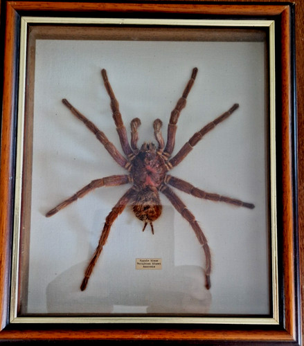 Entomologie mygale origine - entomologie,