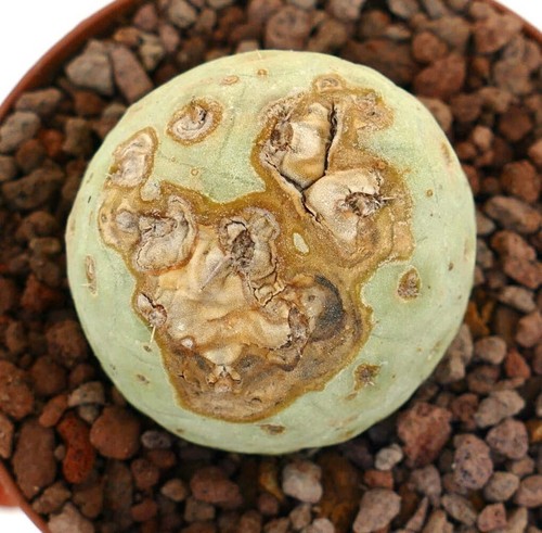 Tephrocactus geometricus one - tephrocactus,
