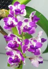 Rhynchostylis gigantea