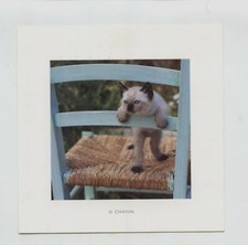 Carte photo «Le chaton siamois» photographie ZINTZMEYER + enveloppe bleue neuves