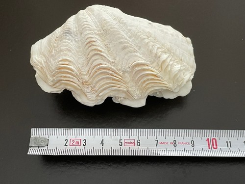 Coquillage petit bénitier - coquillage,