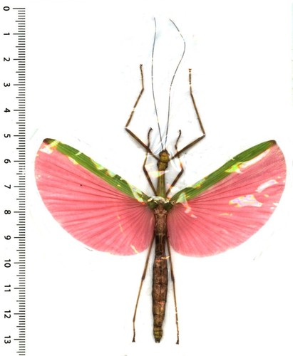 Phasmidae marmessoidea - phasmidae,