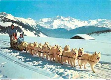 Animaux - Chiens - Samoyède - Attelage de chiens Samoyèdes au col des Saisies -