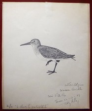 Tavy Notton dessin crayon signée sur papier bécasse chasse oiseaux ornithologie