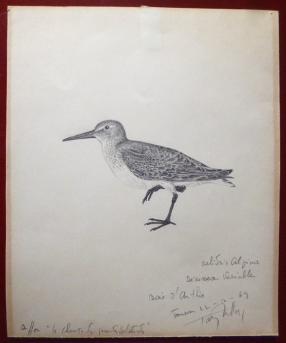 Tavy notton dessin crayon - notton,