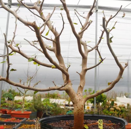 Rare plant cacti bursera - rare,