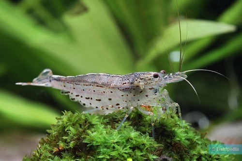 Lot crevettes japonica - de, 10
