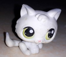 Petshop chat chaton 134