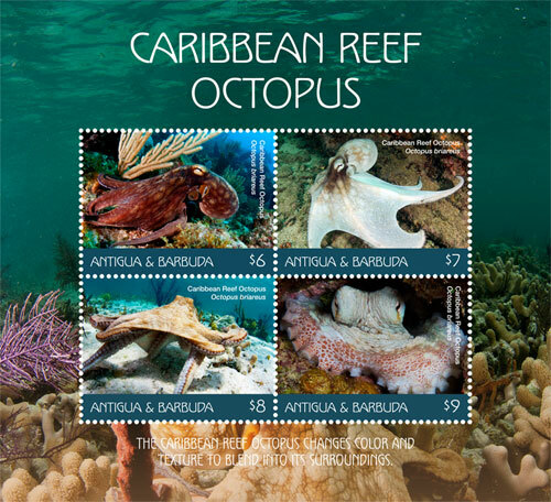 Antigua 2018 caribbean reef - 2018,