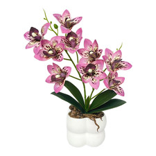Orchidée Cymbidium rose